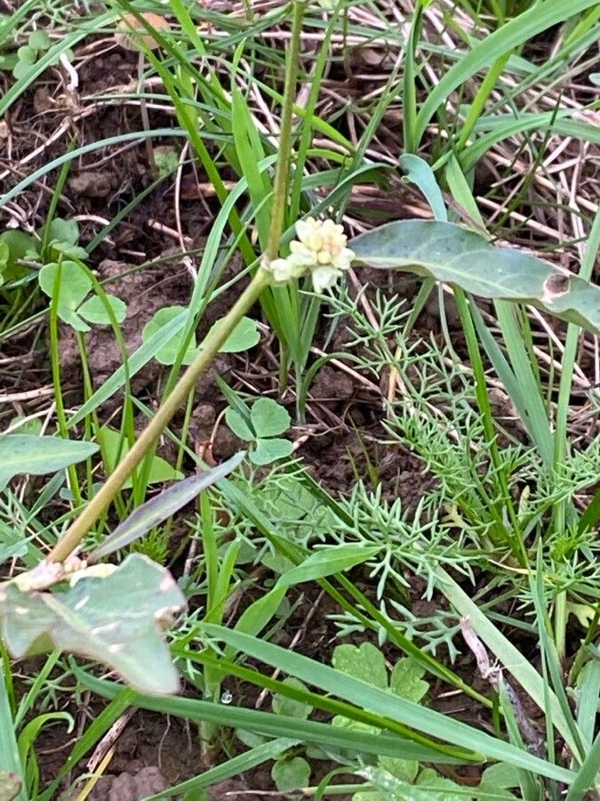 Tofieldia pusilla leaf