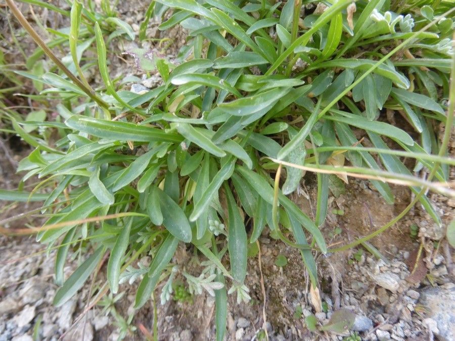 Phyteuma globulariifolium — search result for 'Phyteuma'