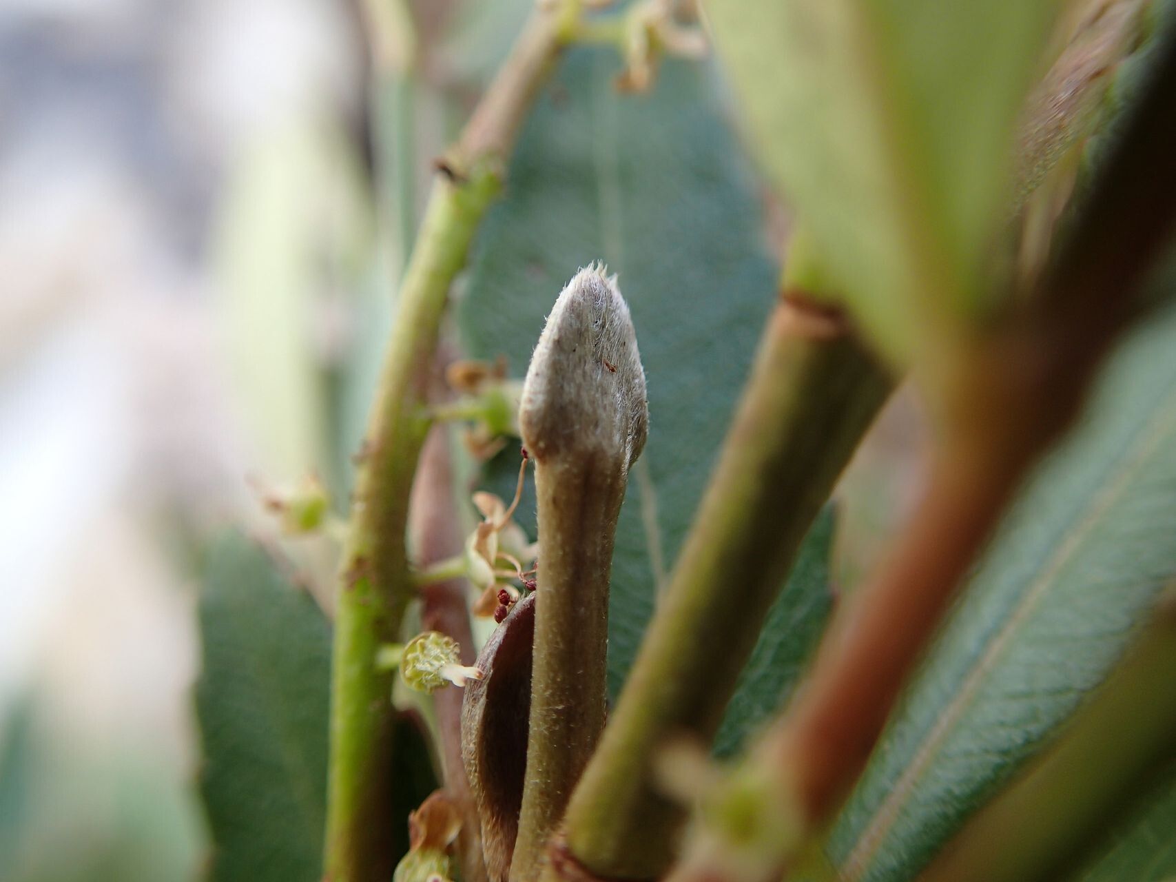 Cunonia pulchella fruit