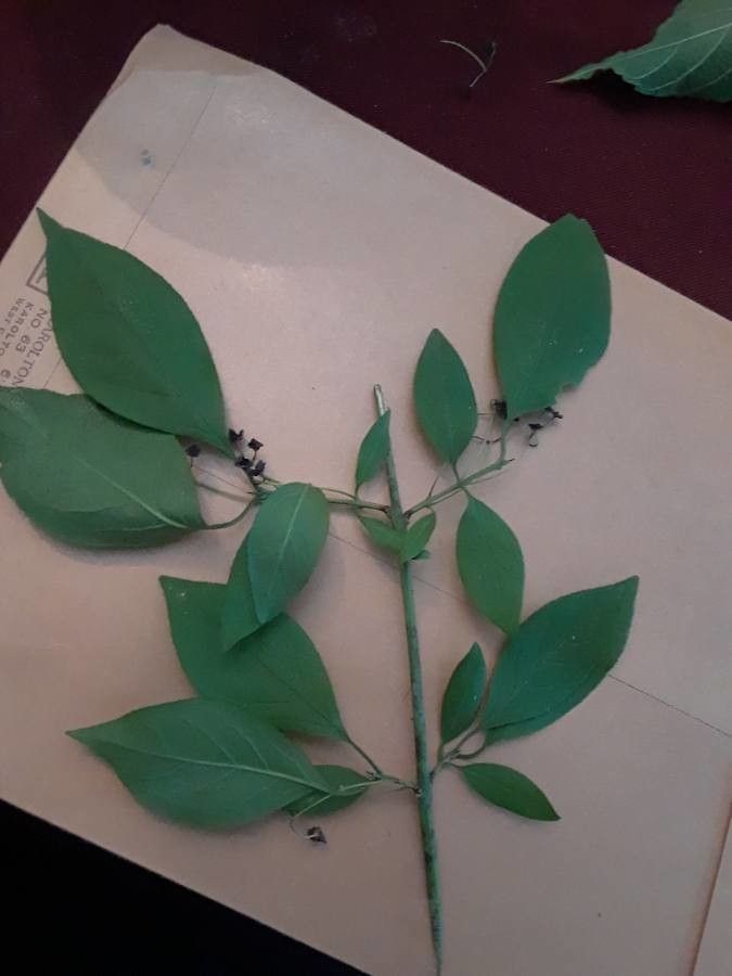 Euonymus atropurpureus leaf