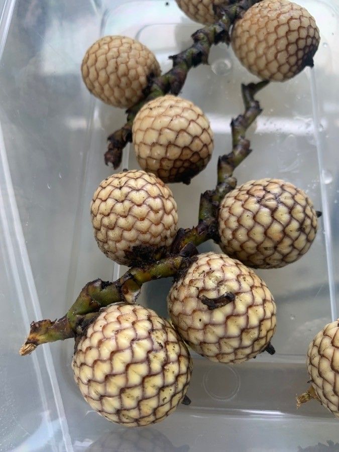 Metroxylon sagu fruit