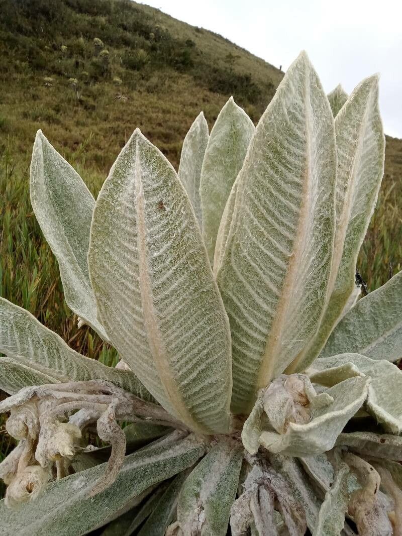 Espeletia paipana — houseplant care guide