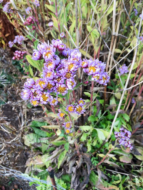 Aster tataricus flower