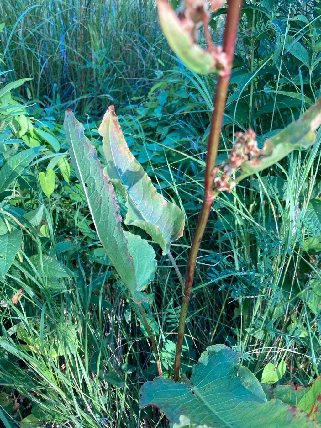 Rumex aquaticus leaf