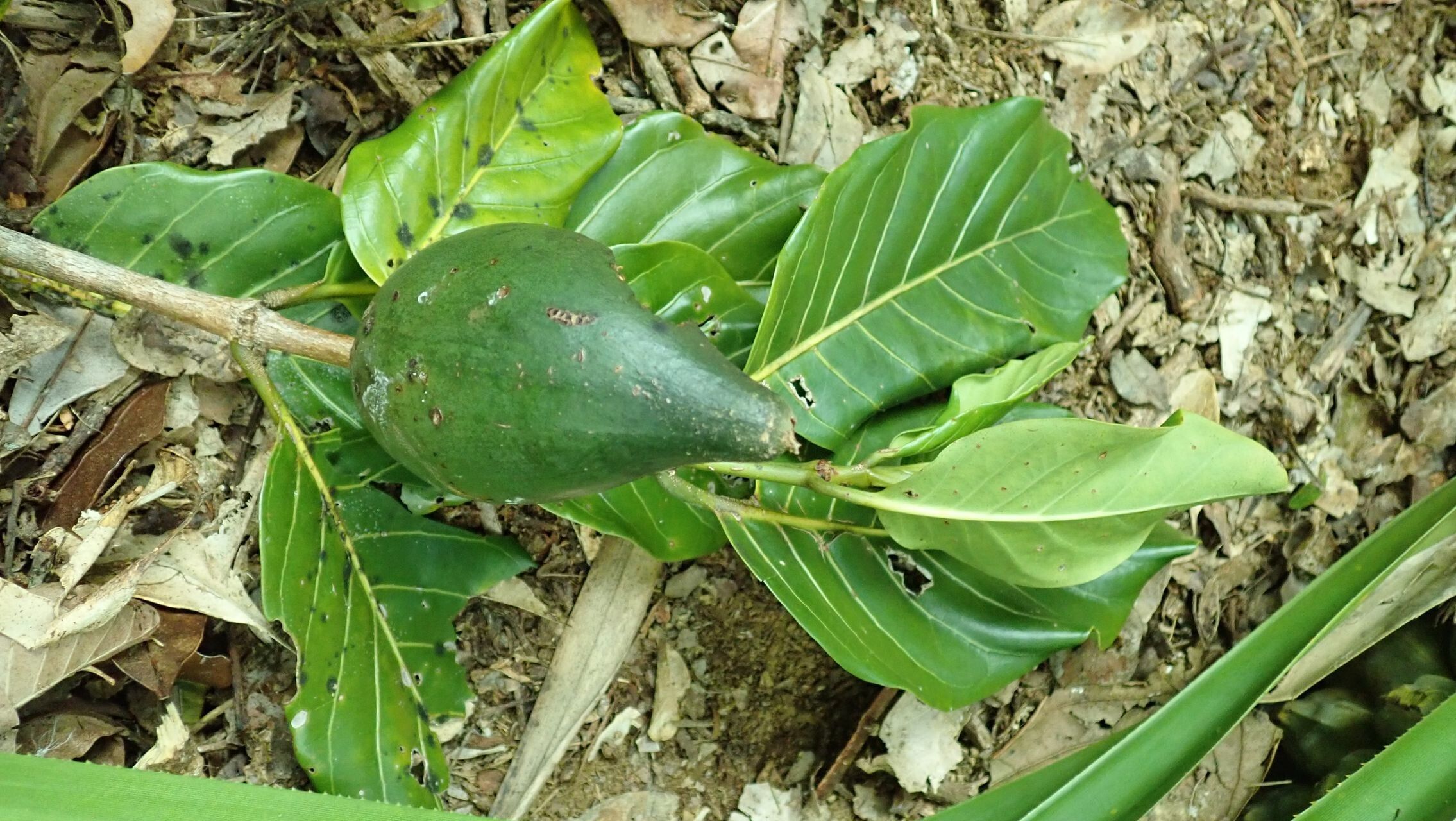Atractocarpus ngoyensis fruit