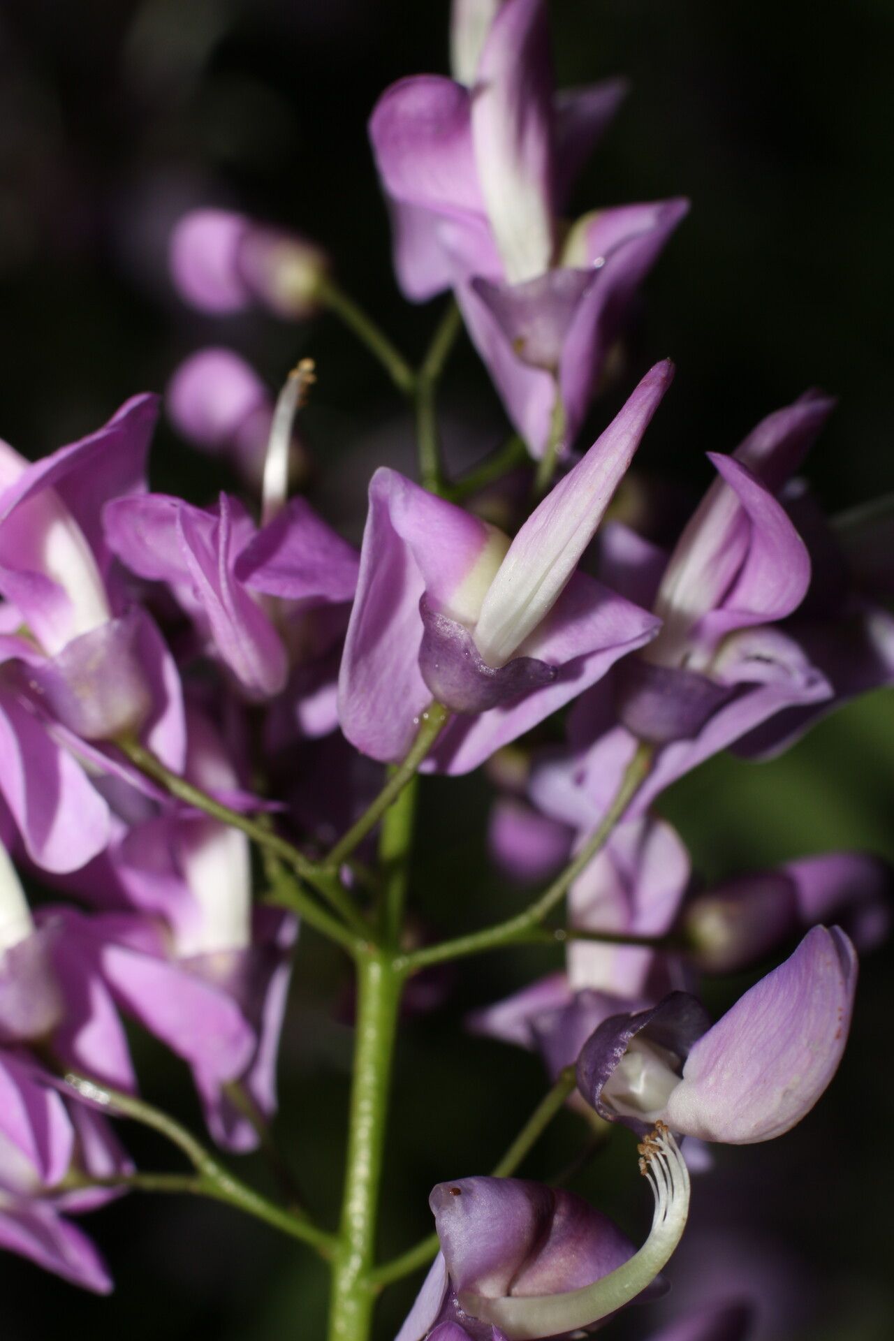 Lonchocarpus schiedeanus flower