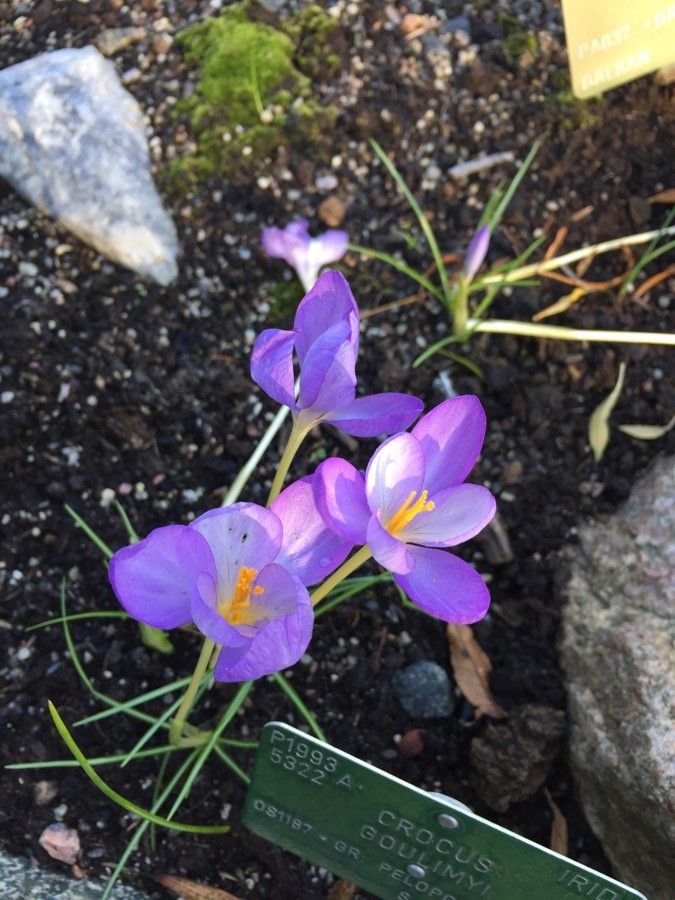 Crocus goulimyi flower