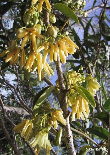 Vincetoxicum biglandulosum flower