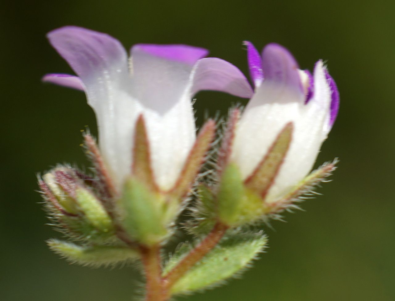 Campanula pinatzii flower