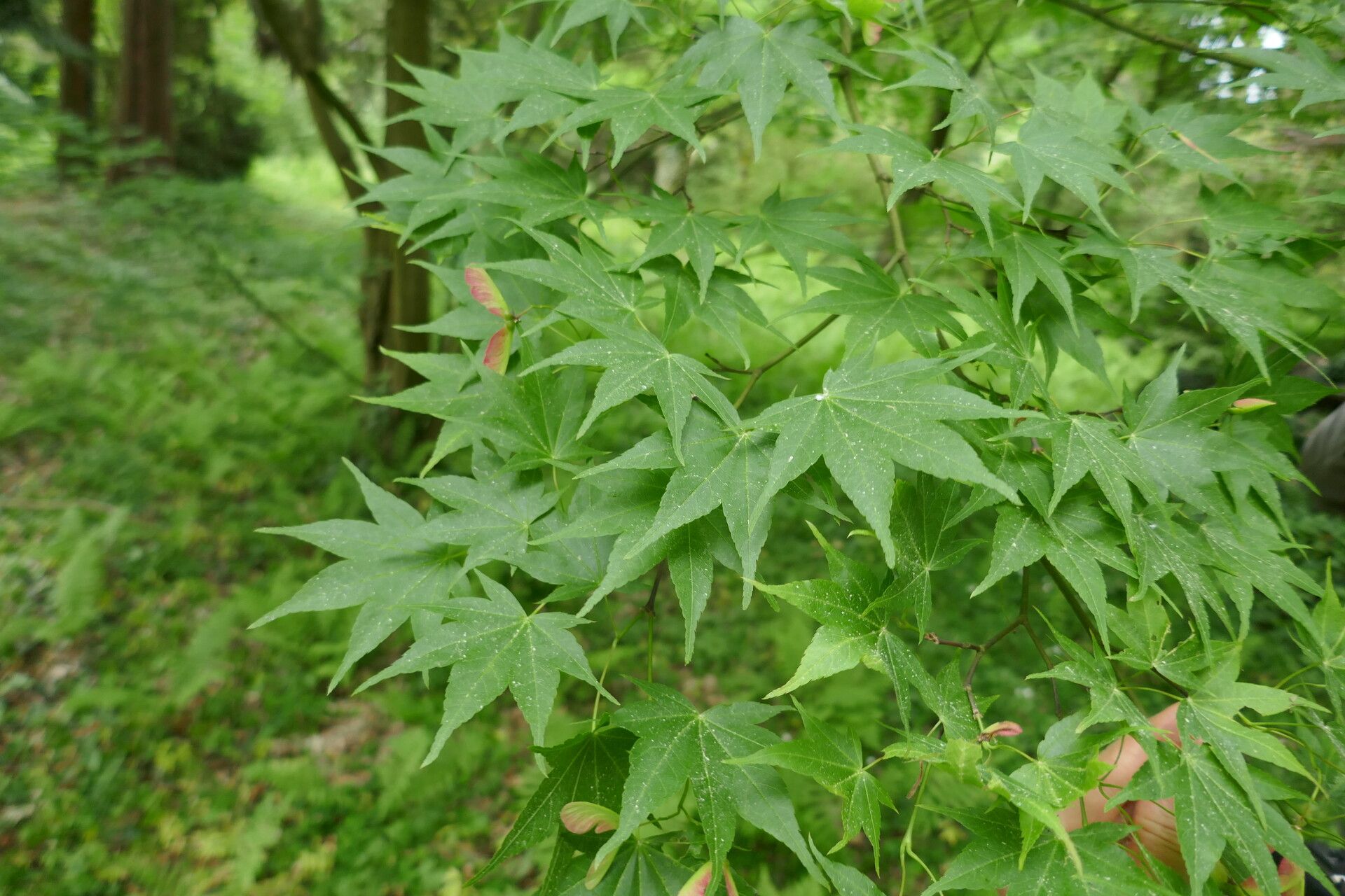 Acer robustum — houseplant care guide