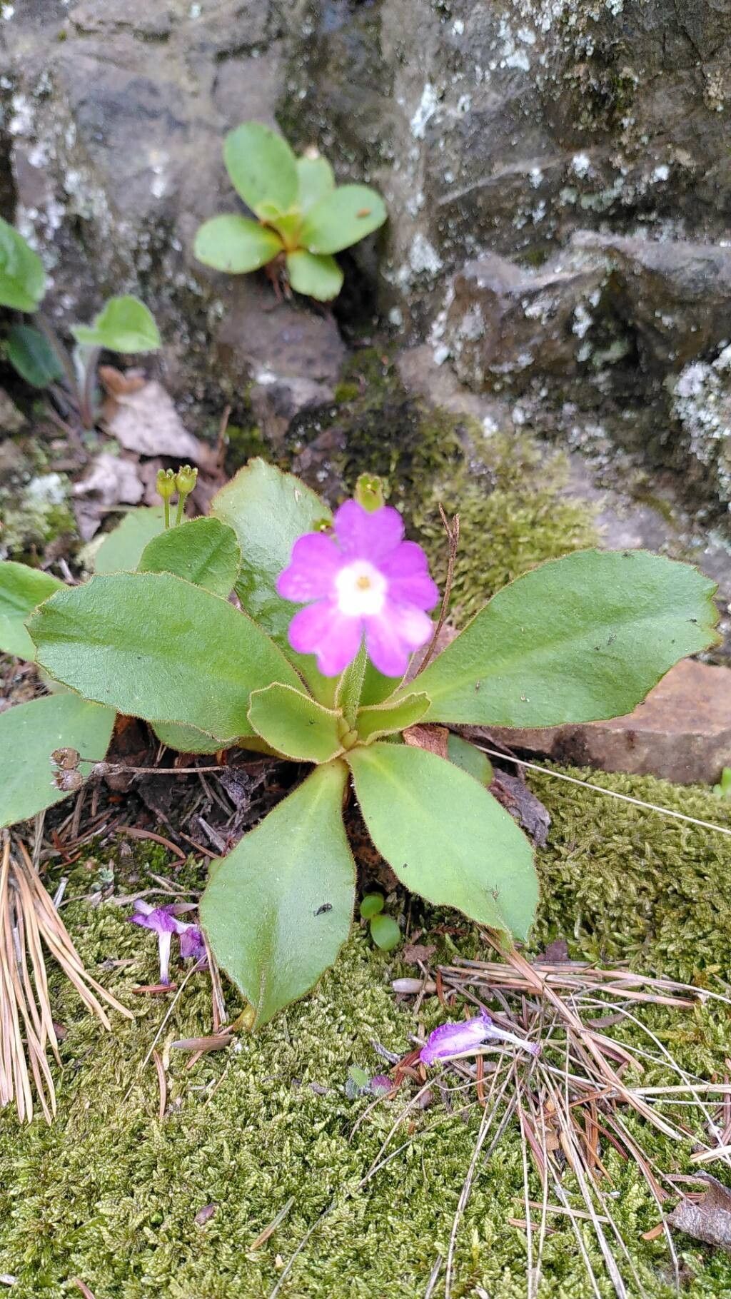 Primula villosa flower