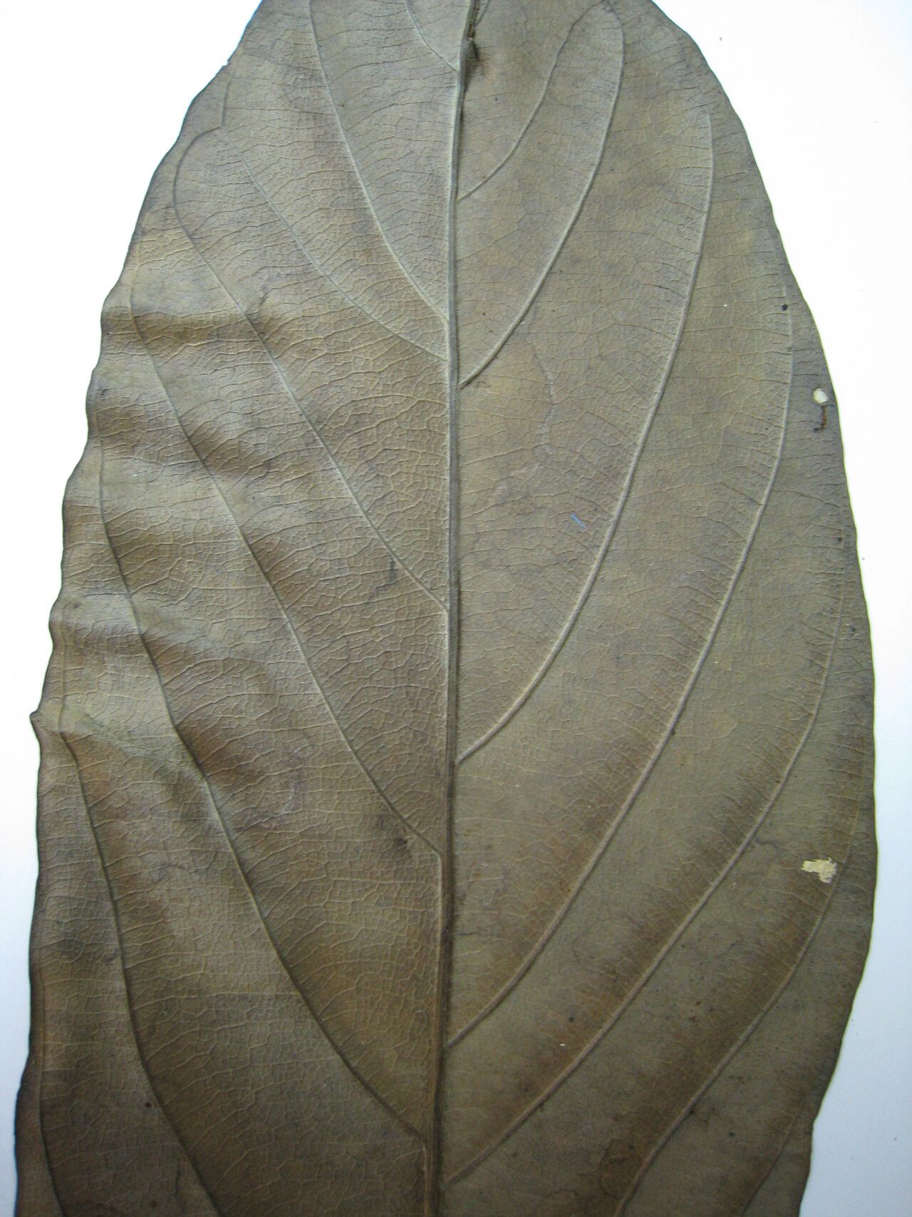 Rhodostemonodaphne grandis other