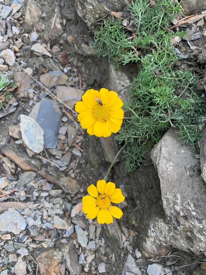 Anthemis marschalliana flower