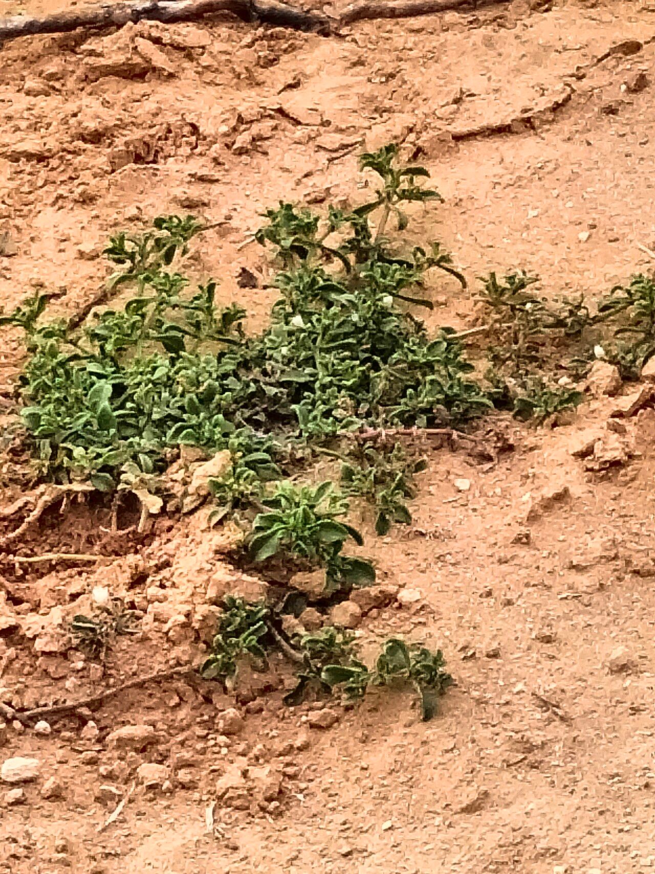 Mesembryanthemum aitonis habit