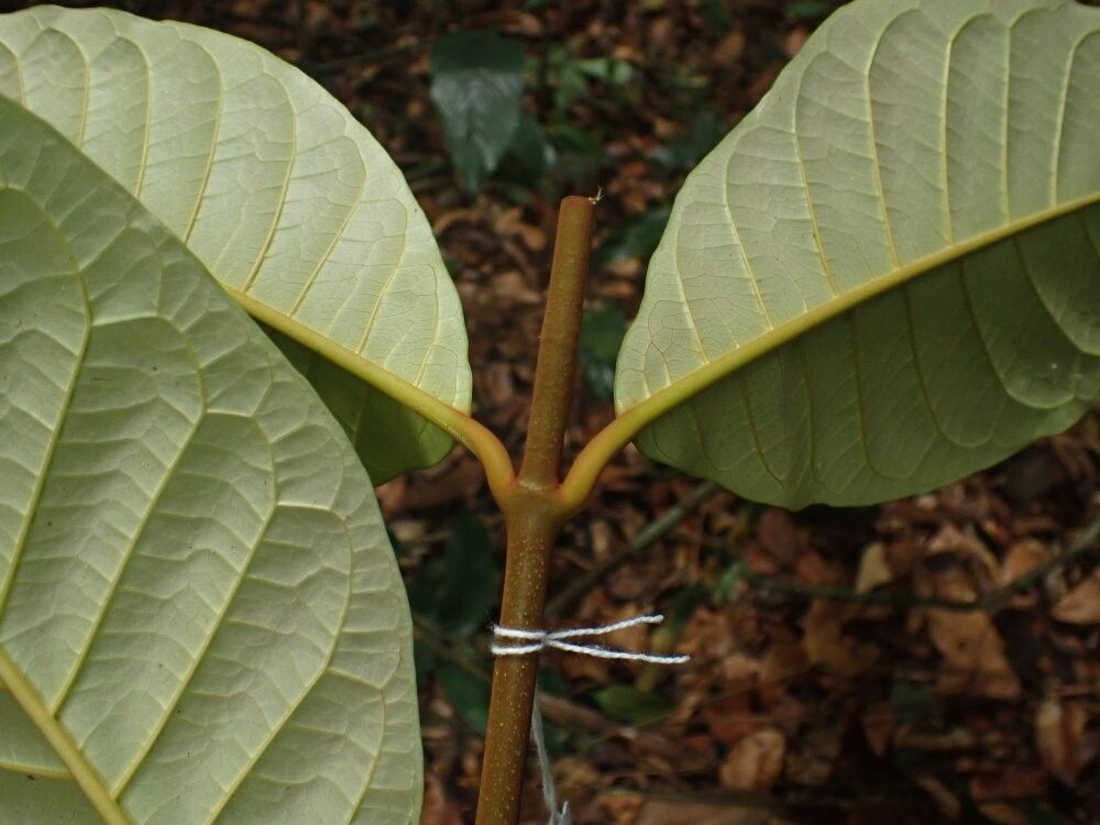 Landolphia foretiana — houseplant care guide