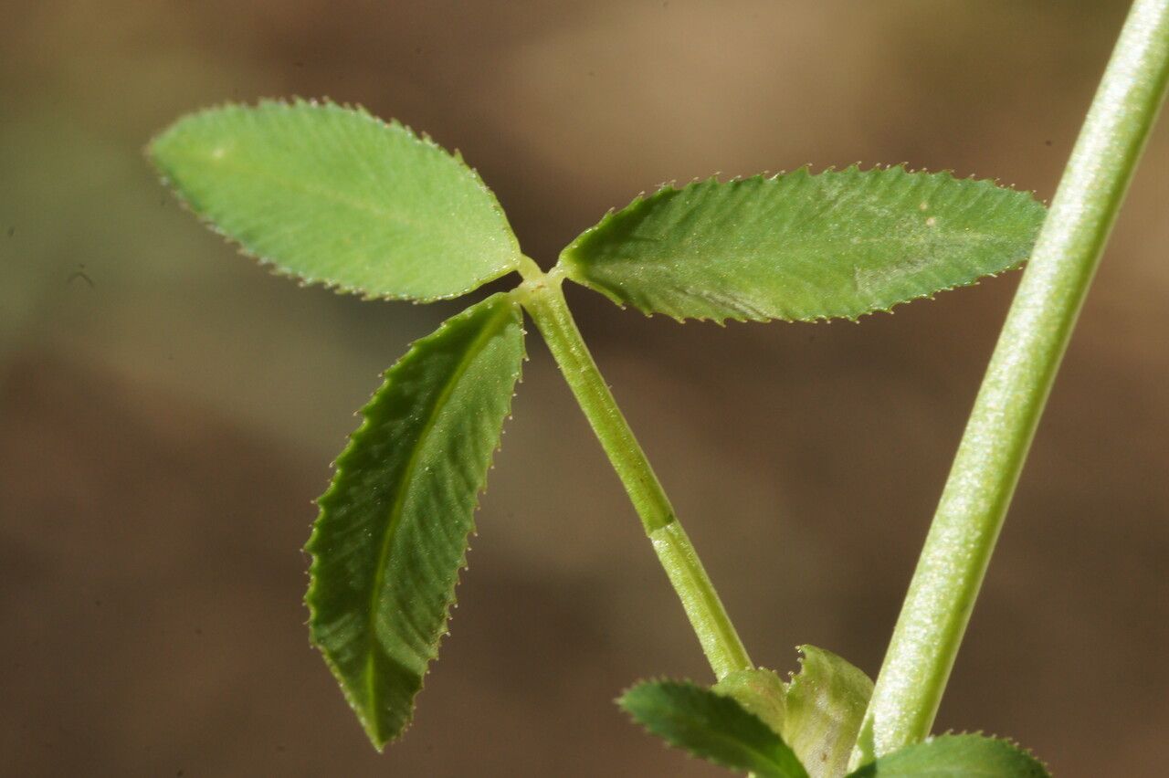 Trifolium strictum leaf