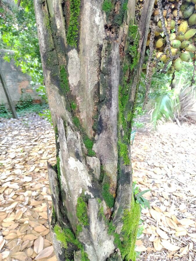 Syagrus comosa bark
