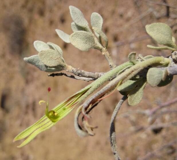 Tapinanthus buntingii — related species from the same genus