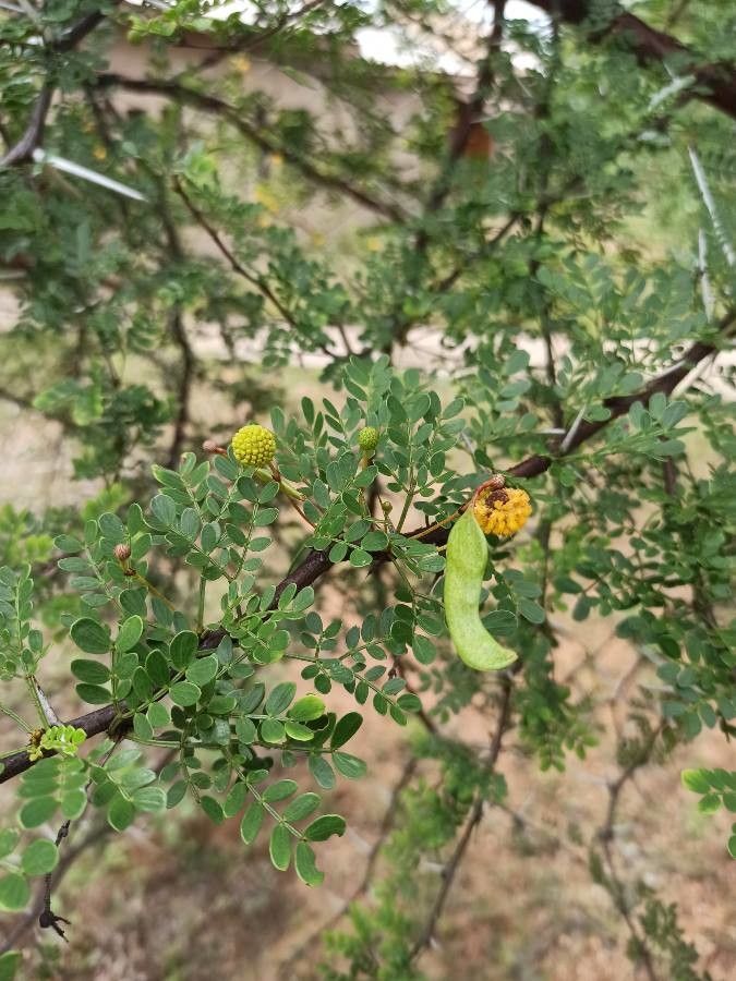 Vachellia exuvialis fruit