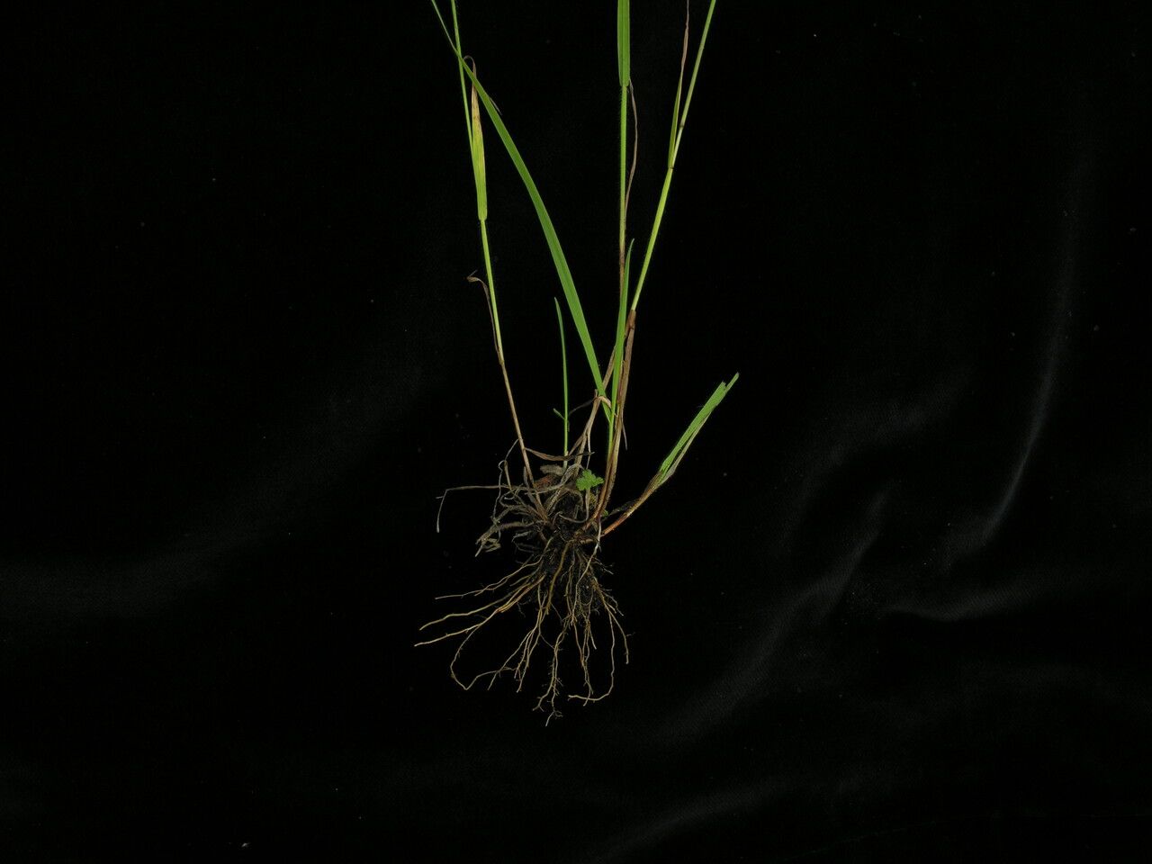 Bromus porphyranthos habit
