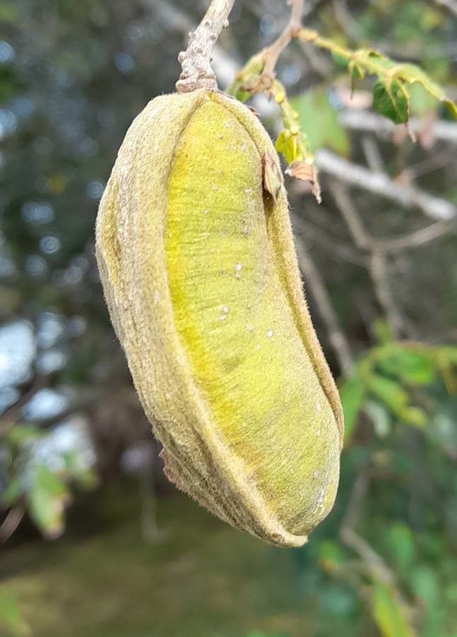 Inga uraguensis fruit