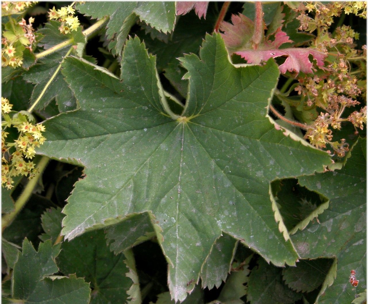 Alchemilla splendens — houseplant care guide