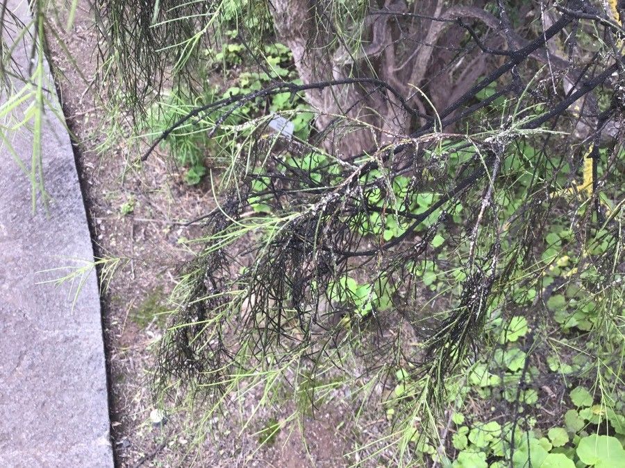 Plocama pendula — search result for 'Canary Islands'