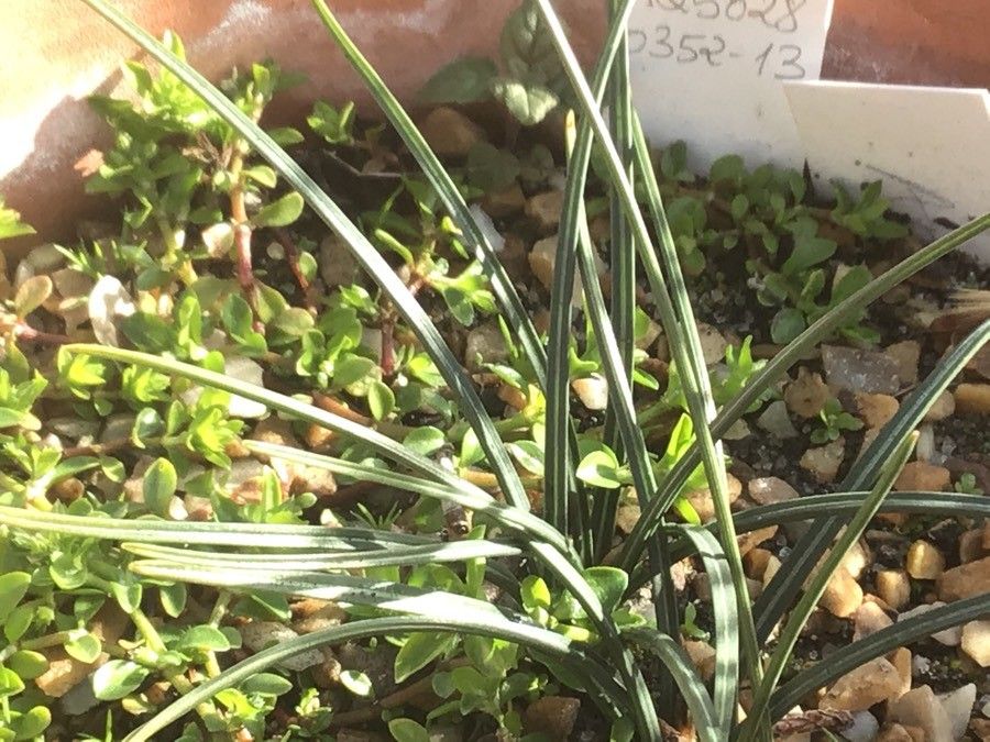 Romulea columnae leaf