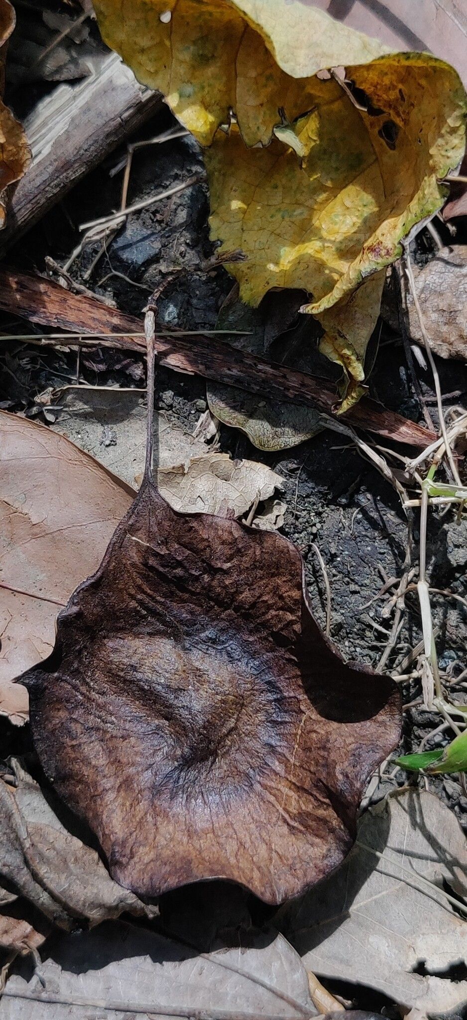 Pterocarpus dalbergioides leaf