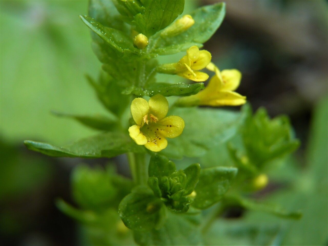 Tozzia alpina flower
