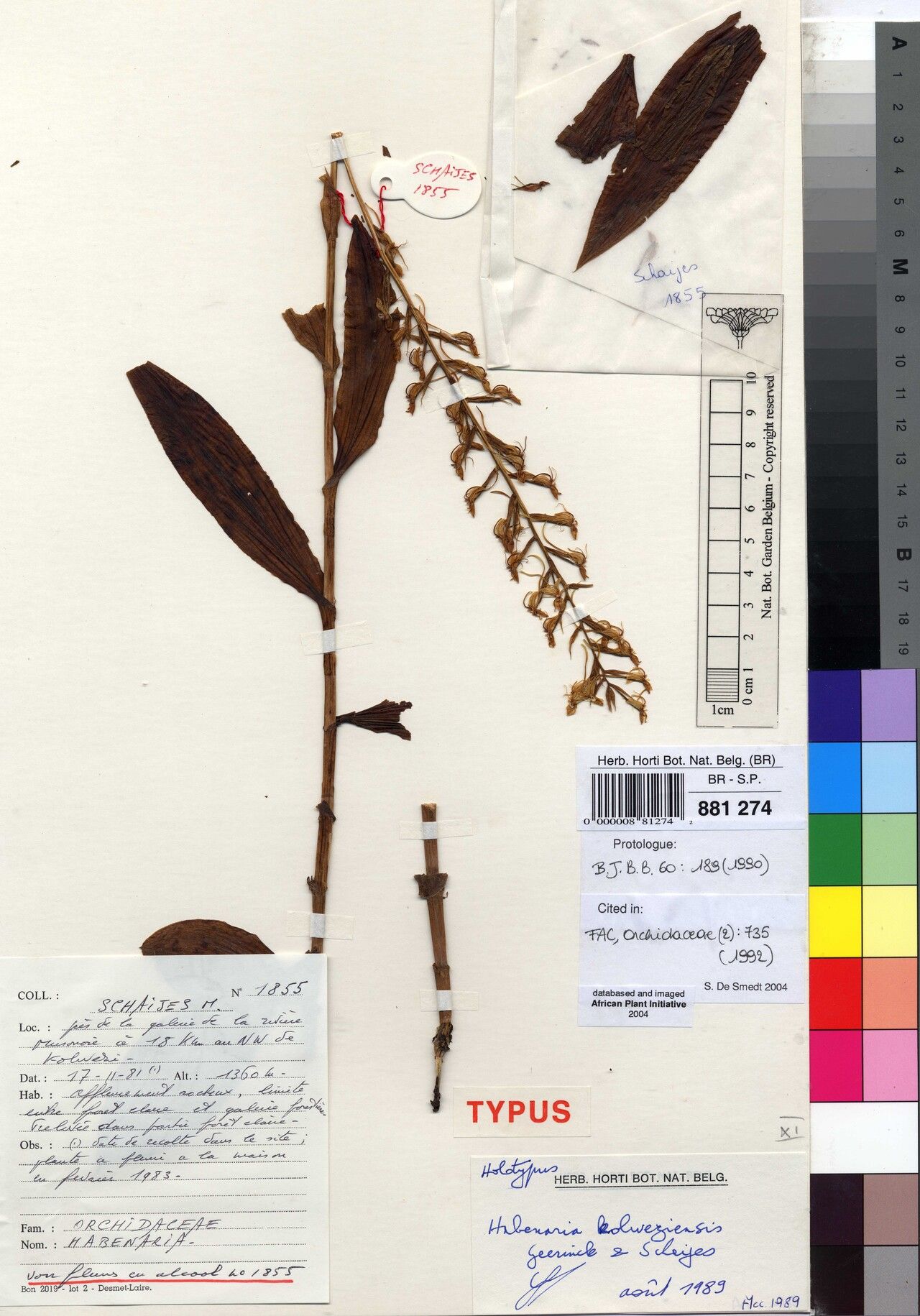 Habenaria kolweziensis — houseplant care guide