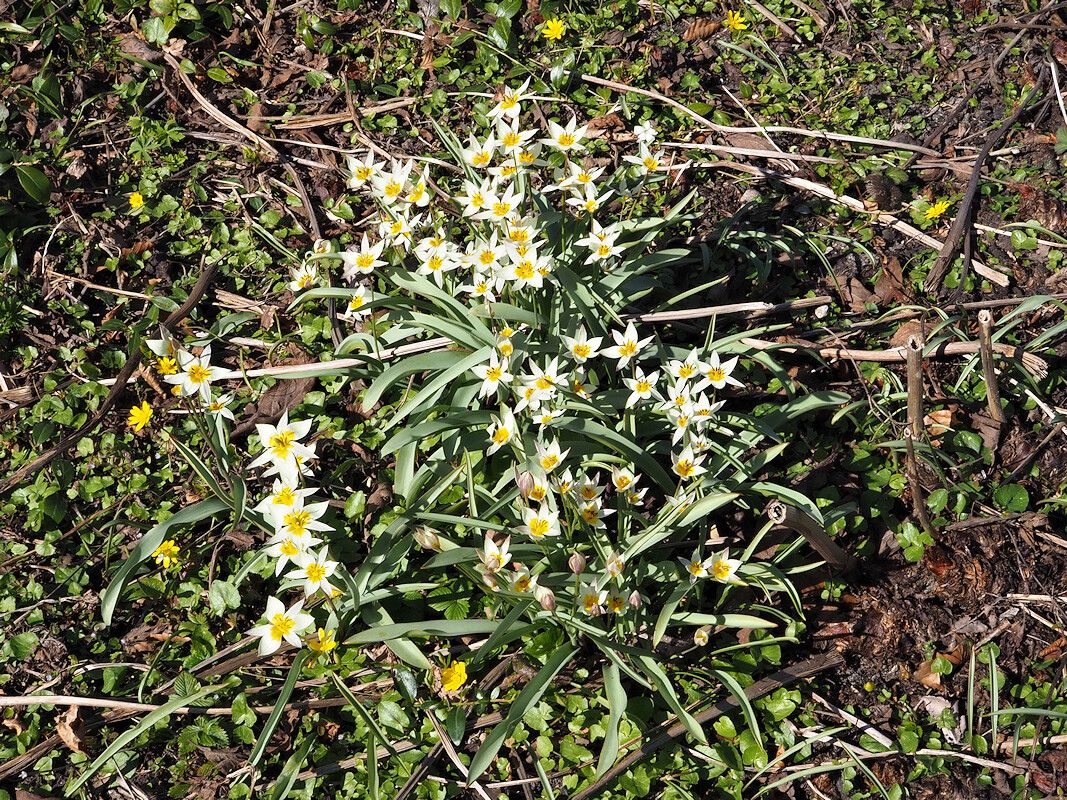 Tulipa biflora habit