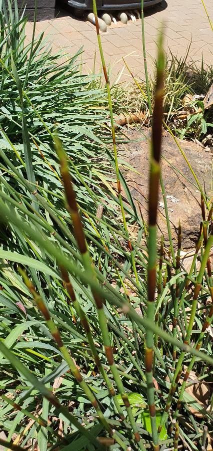 Elegia tectorum bark