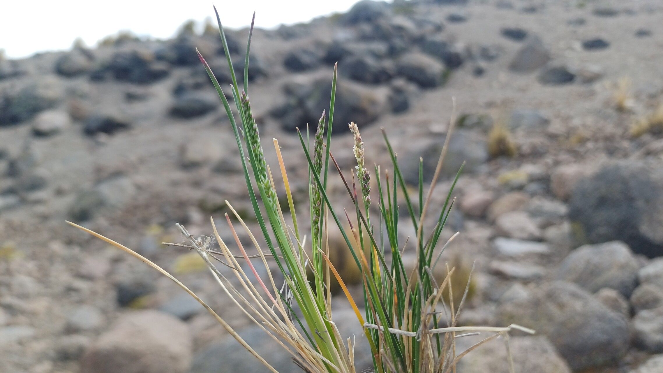 Poa lilloi — search result for 'Poa'