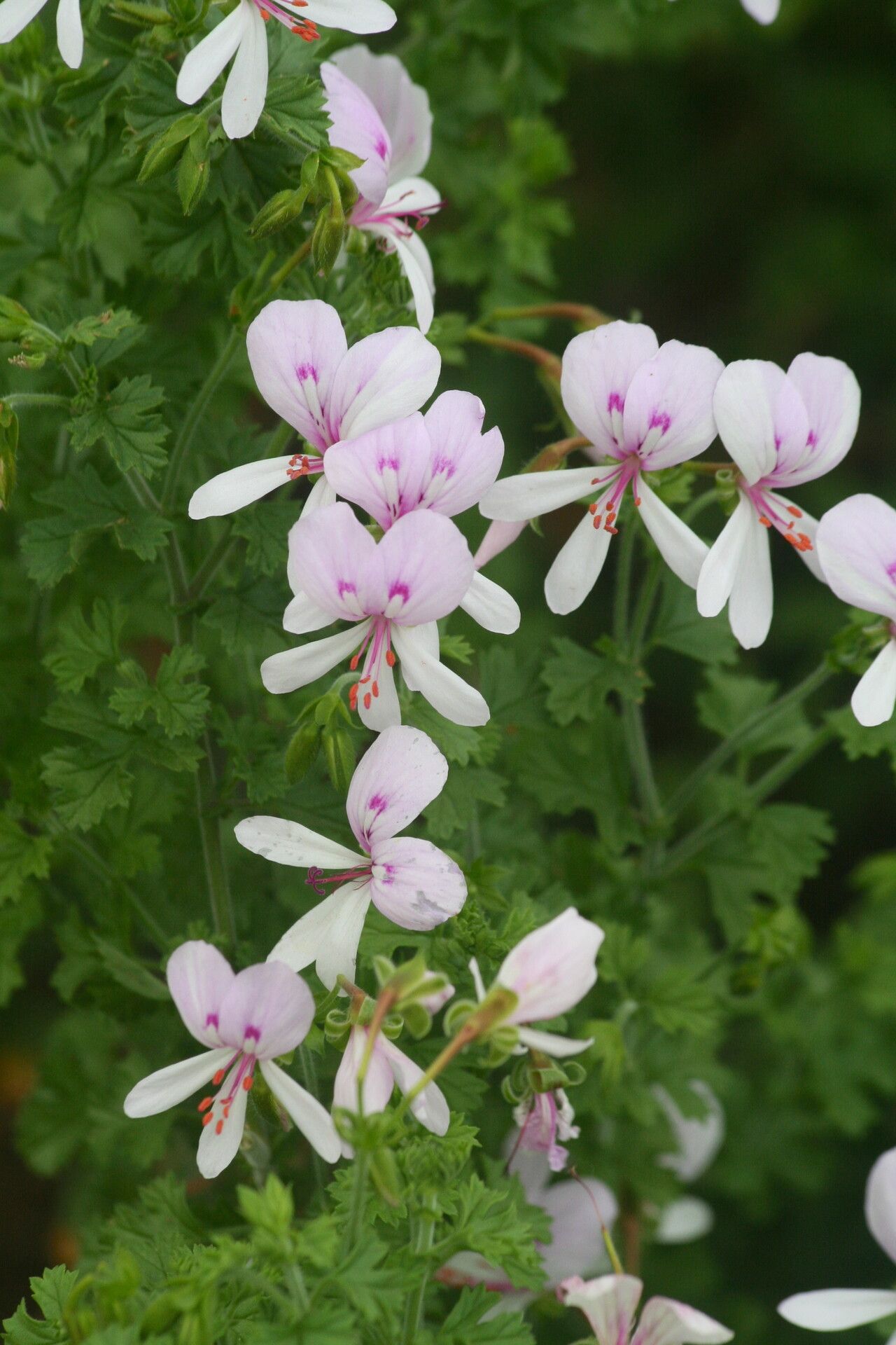 Pelargonium englerianum — houseplant care guide