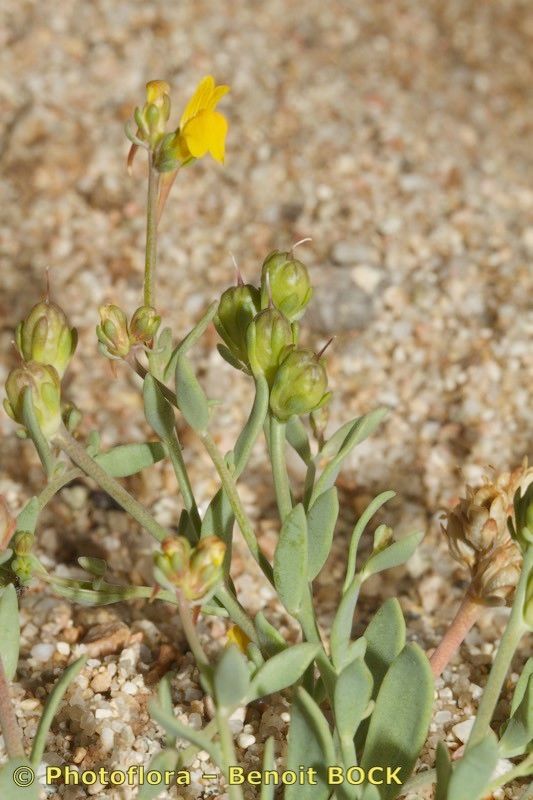 Linaria flava habit