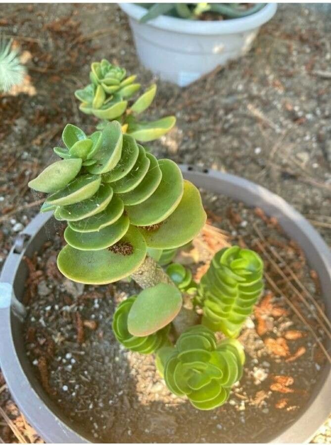 Portulaca molokiniensis bark