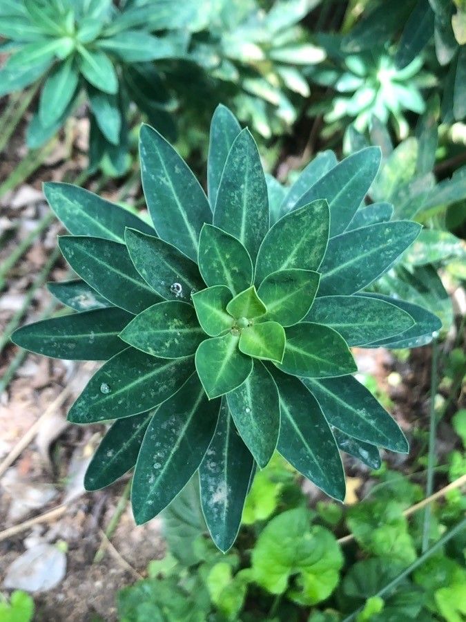 Euphorbia margalidiana leaf