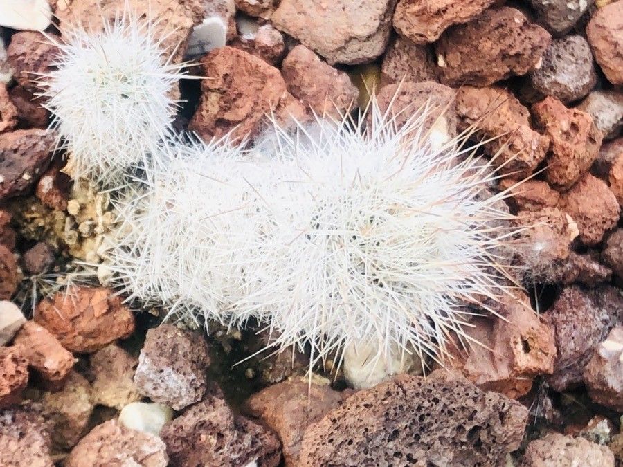 Escobaria emskoetteriana — houseplant care guide