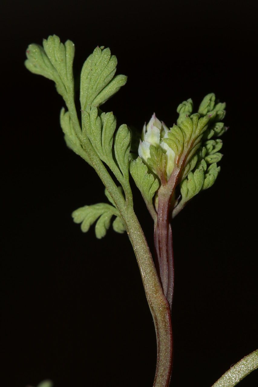 Fumaria kralikii — search result for 'Fumaria'