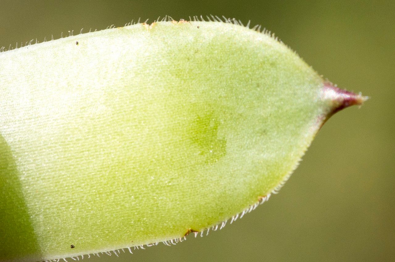 Sempervivum calcareum fruit