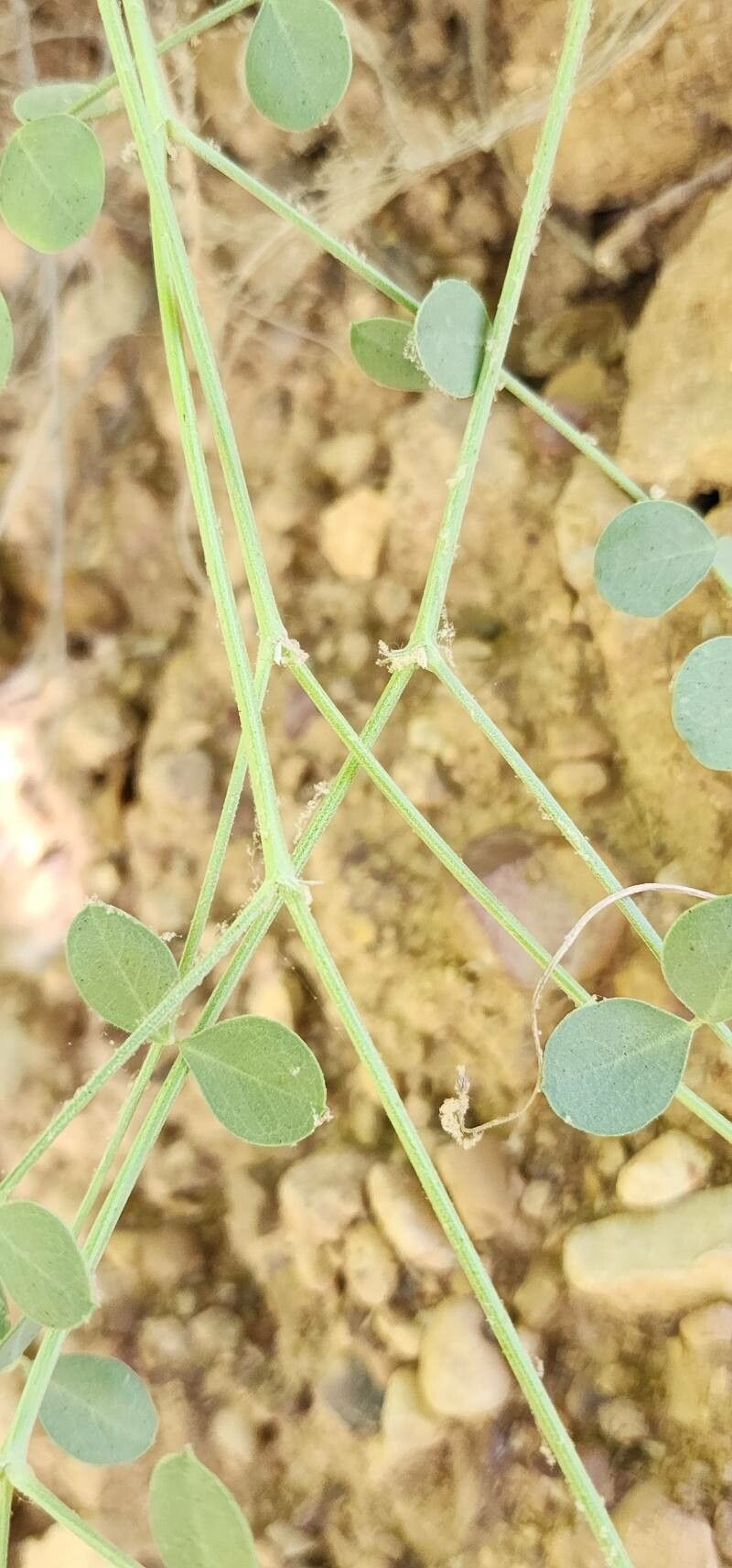 Hedysarum maitlandianum bark