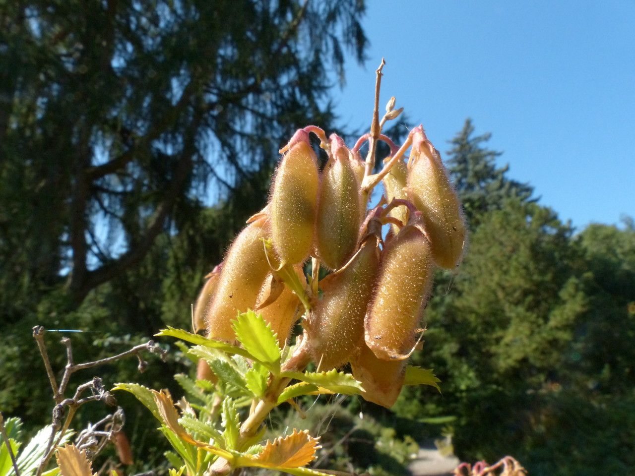 Ononis fruticosa fruit