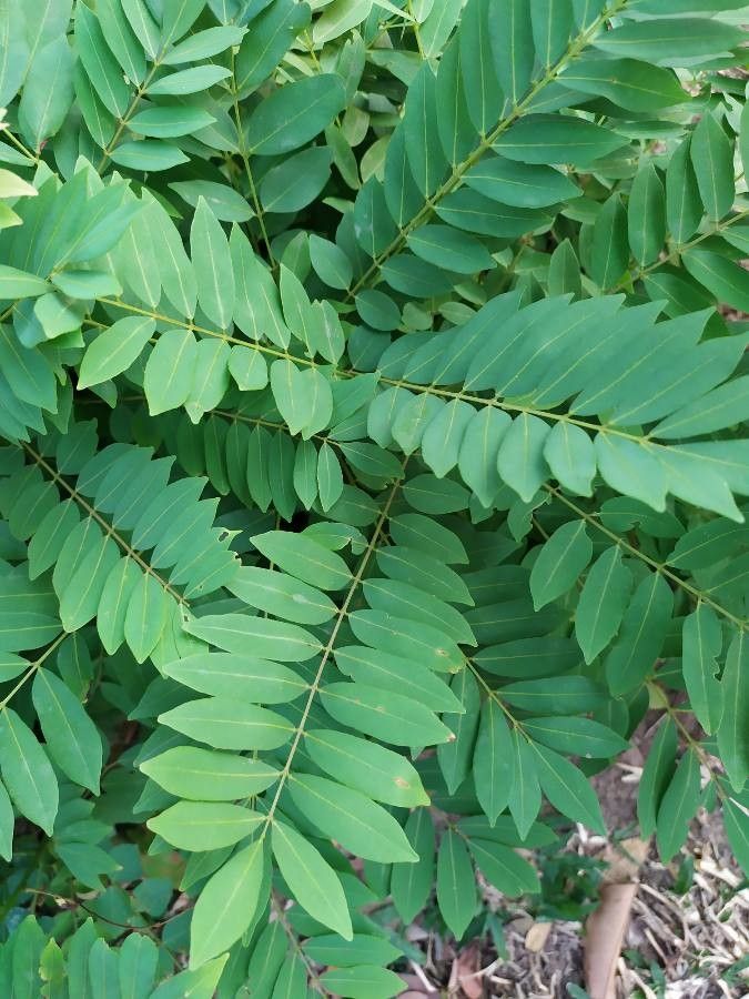 Millettia brandisiana — related species from the same genus