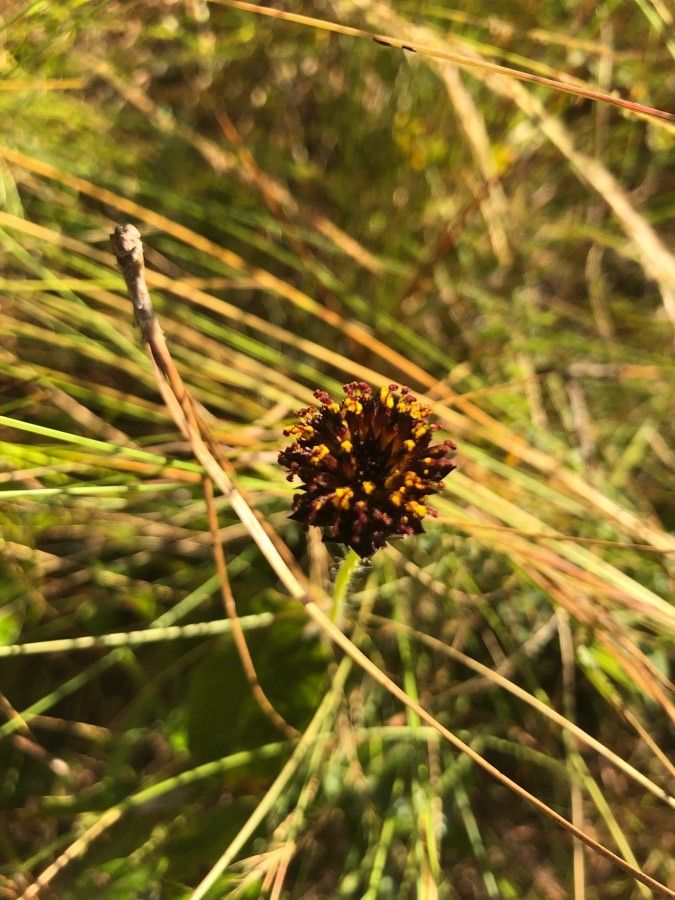 Helianthus radula — houseplant care guide