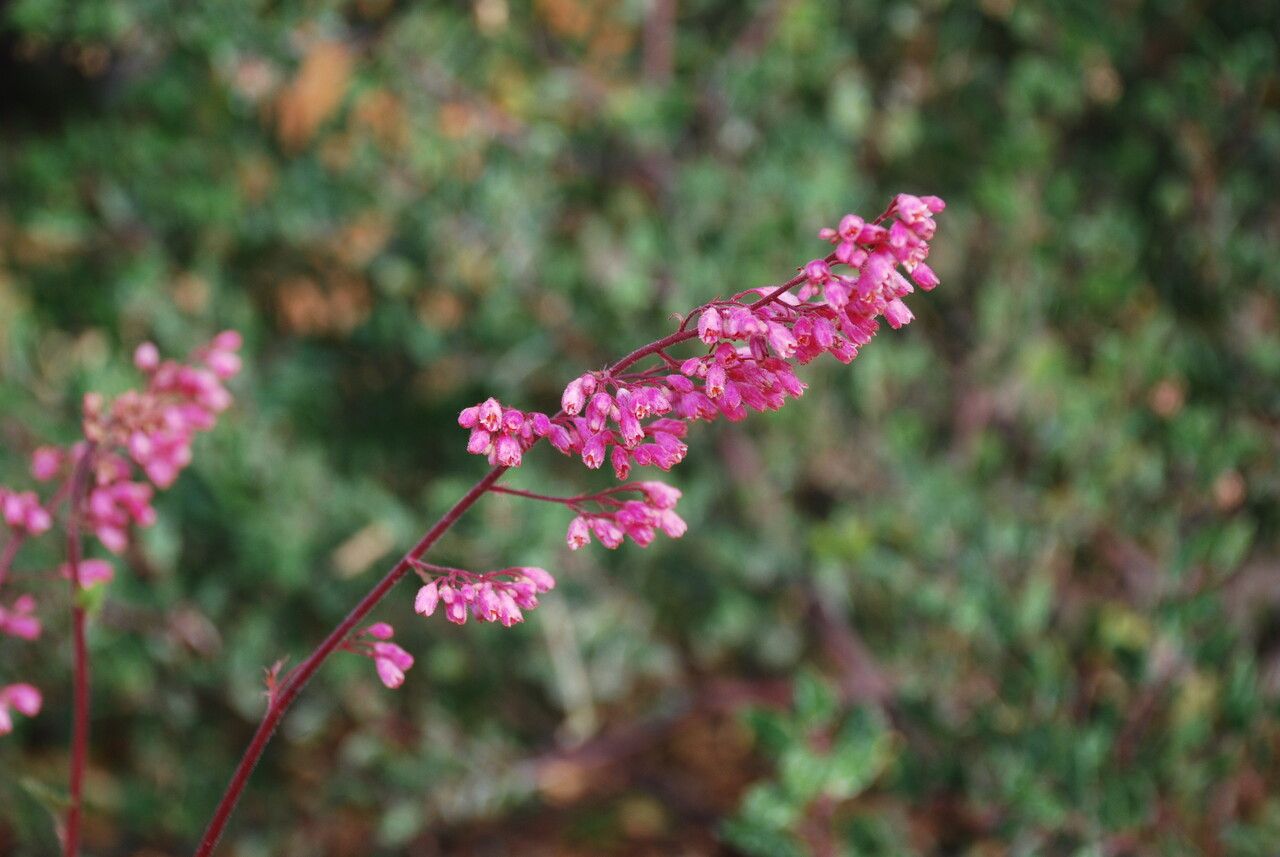 Heuchera maxima flower