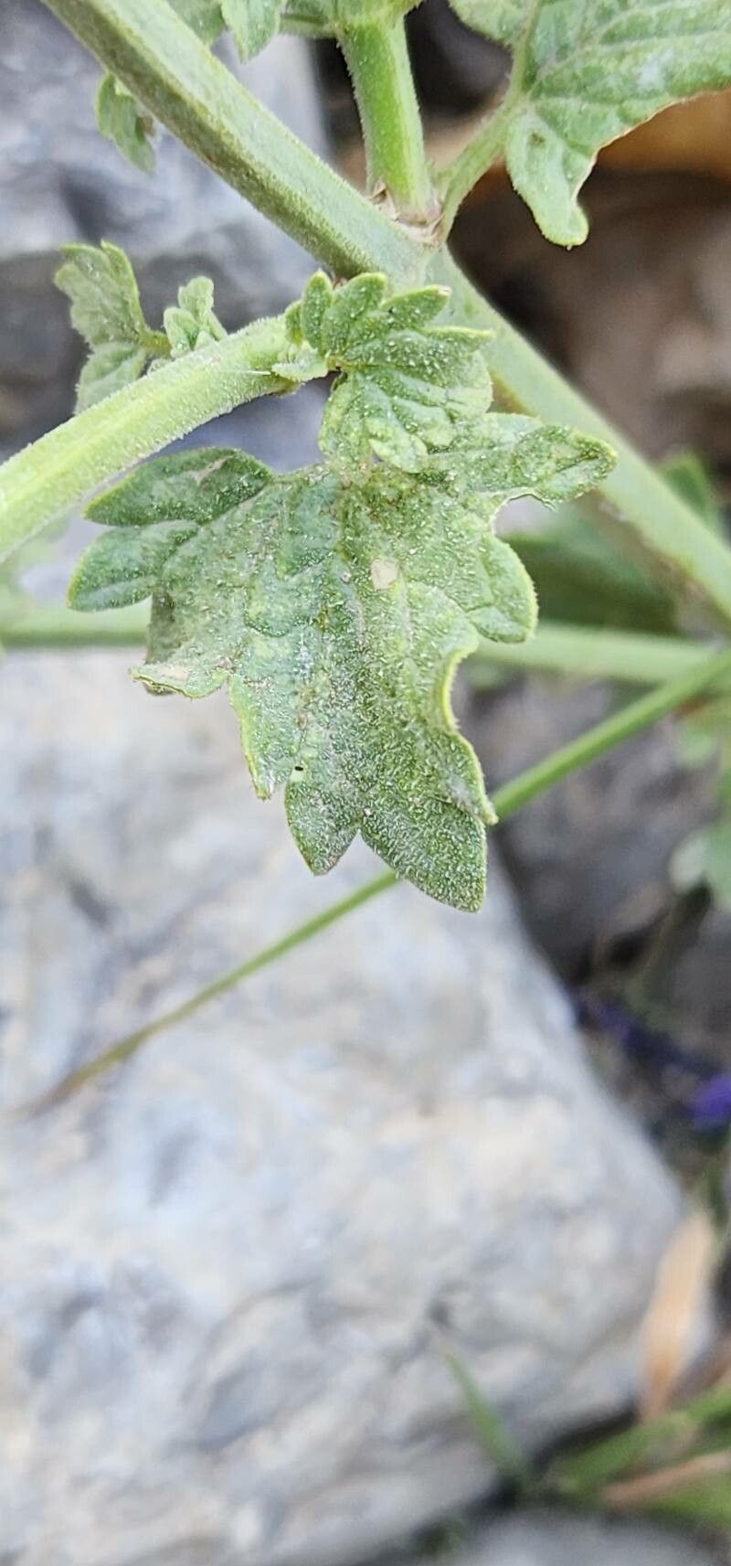 Nepeta macrosiphon leaf