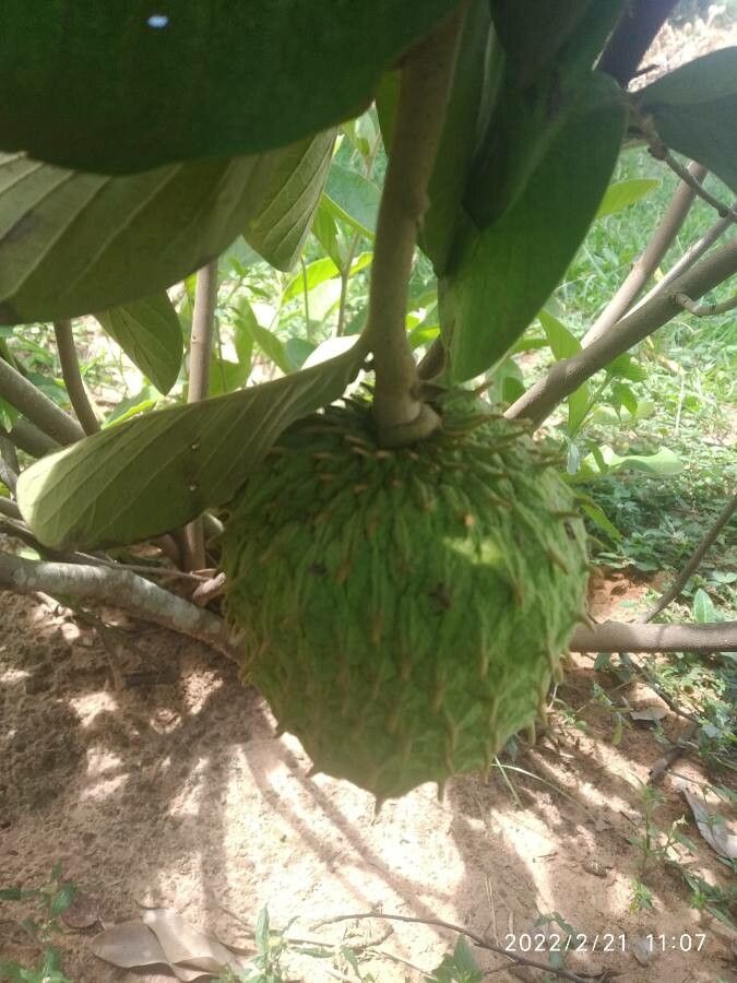 Rollinia mucosa fruit