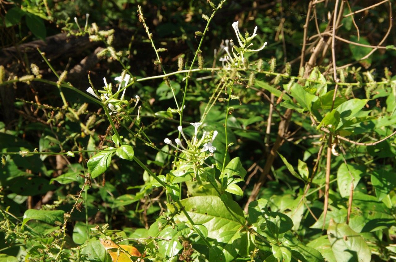 Plumbago scandens habit