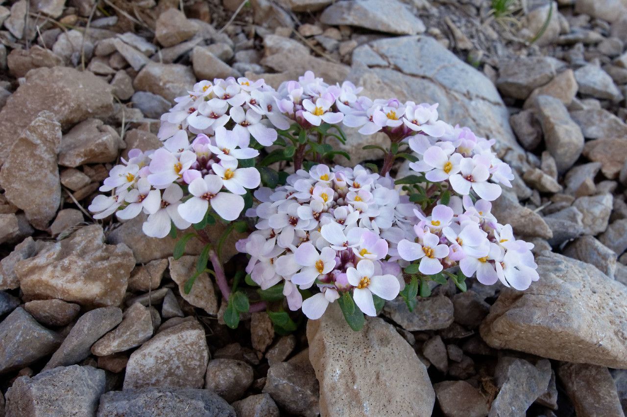 Iberis spathulata habit